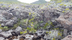 Ischaemum koleostachys
