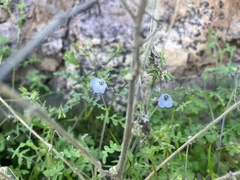 Pholistoma auritum arizonicum