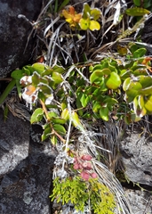 Agarista buxifolia