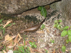 Sphenomorphus praesignis