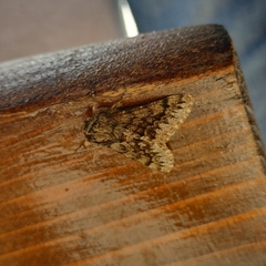 Apocheima hispidaria