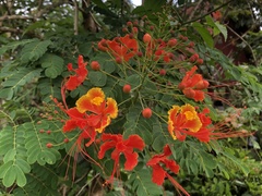 Caesalpinia pulcherrima image