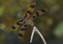Rhyothemis graphiptera