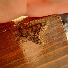 Apocheima hispidaria