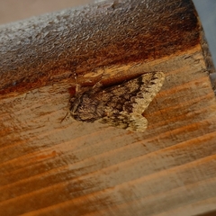 Apocheima hispidaria