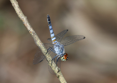 Brachydiplax denticauda