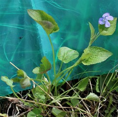 Viola sacchalinensis