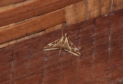 Agrioglypta excelsalis