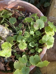 Campanula poscharskyana