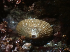 Puncturella multistriata