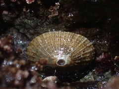 Puncturella multistriata