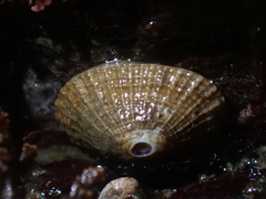 Puncturella multistriata