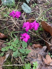 Cyclamen coum