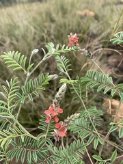 Indigofera hilaris