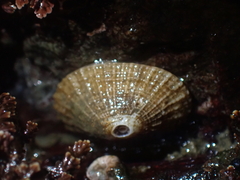Puncturella multistriata