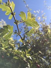 Crataegus monogyna