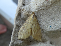 Ostrinia nubilalis