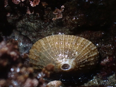 Puncturella multistriata