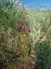 Verbascum phoeniceum