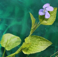 Viola sacchalinensis