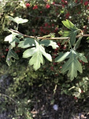 Crataegus monogyna