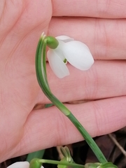 Galanthus nivalis