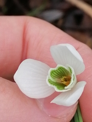 Galanthus nivalis