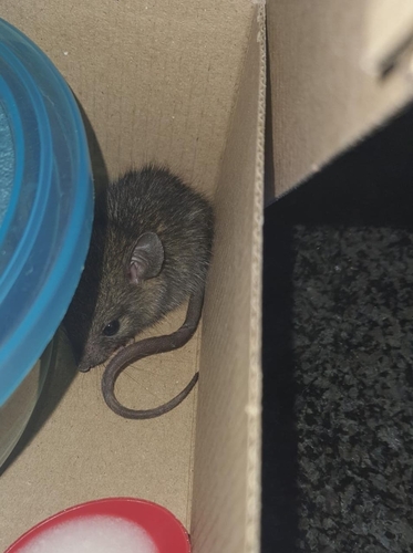 Verreaux's Meadow Mouse (Myomyscus verreauxii) — Least Concern Mammalia