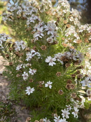 Olearia ramulosa