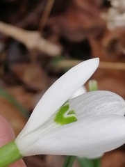 Galanthus nivalis