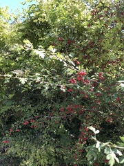 Crataegus monogyna