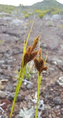 Carex borbonica