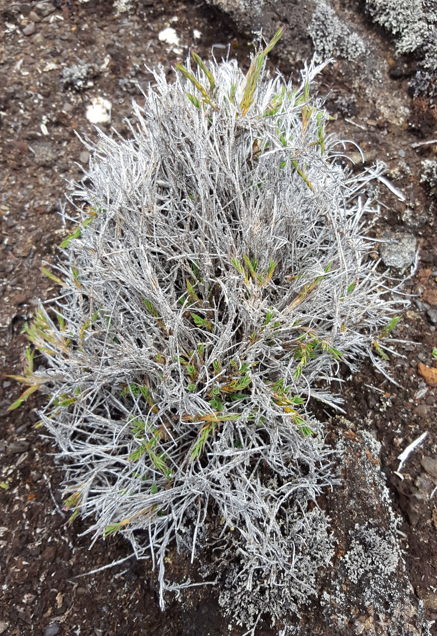 (c) François Rousseu, certains droits réservés (CC BY-NC) https://www.inaturalist.org/observations/149119958
