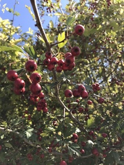 Crataegus monogyna