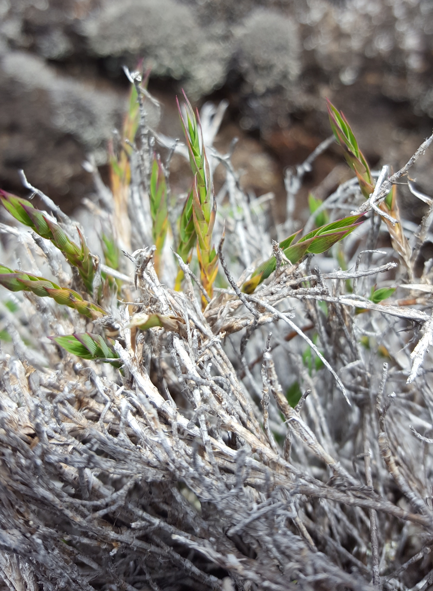 (c) François Rousseu, certains droits réservés (CC BY-NC) https://www.inaturalist.org/observations/149119958