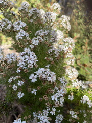 Olearia ramulosa