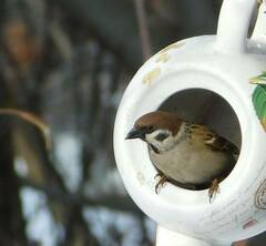 Passer montanus