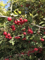 Crataegus monogyna