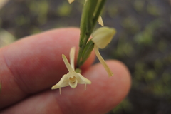 Habenaria propinquior