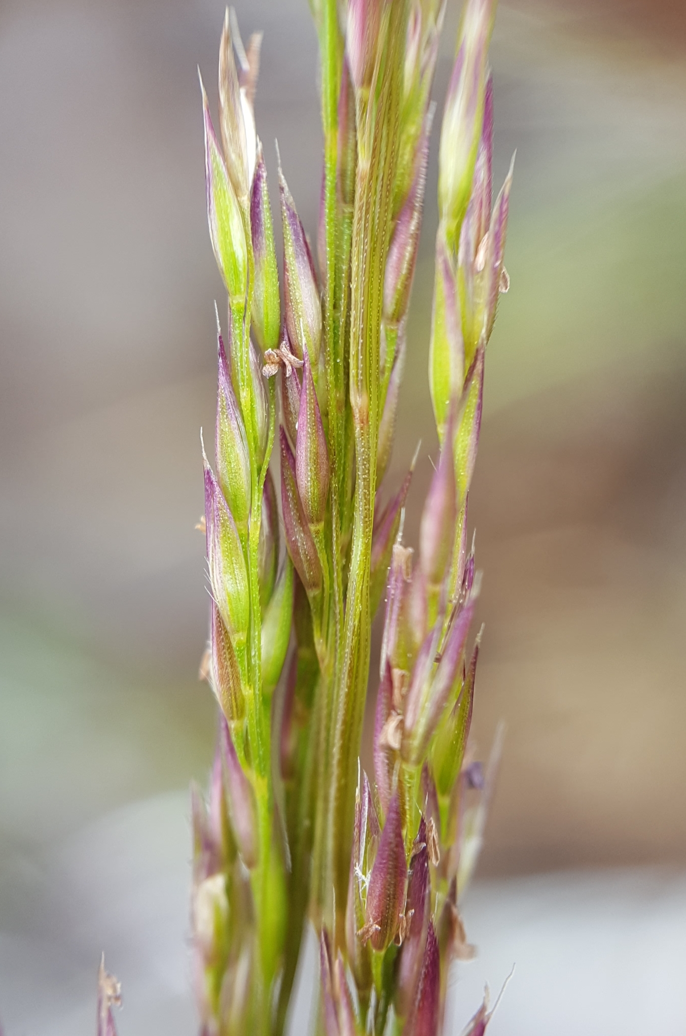 (c) François Rousseu, certains droits réservés (CC BY-NC) https://www.inaturalist.org/observations/149119966