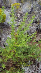 Ulex europaeus