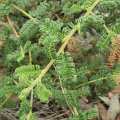 Dodonaea pinnata