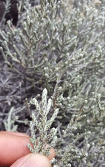 Seriphium passerinoides