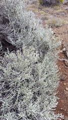 Seriphium passerinoides