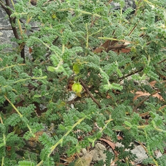 Dodonaea pinnata