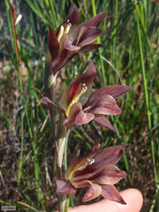 Gladiolus hyalinus
