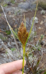 Carex borbonica image