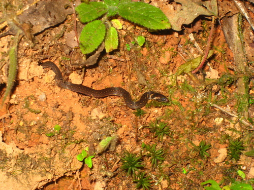 Photo of a Chan-ard Mountain Reed Snake (Macrocalamus chanardi)