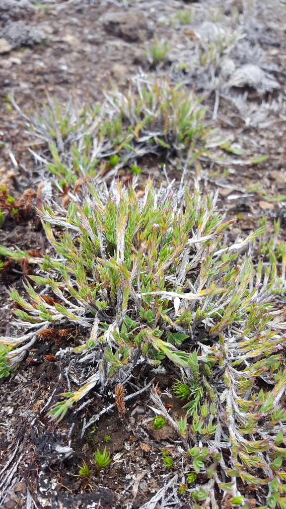 Panicum lycopodioides