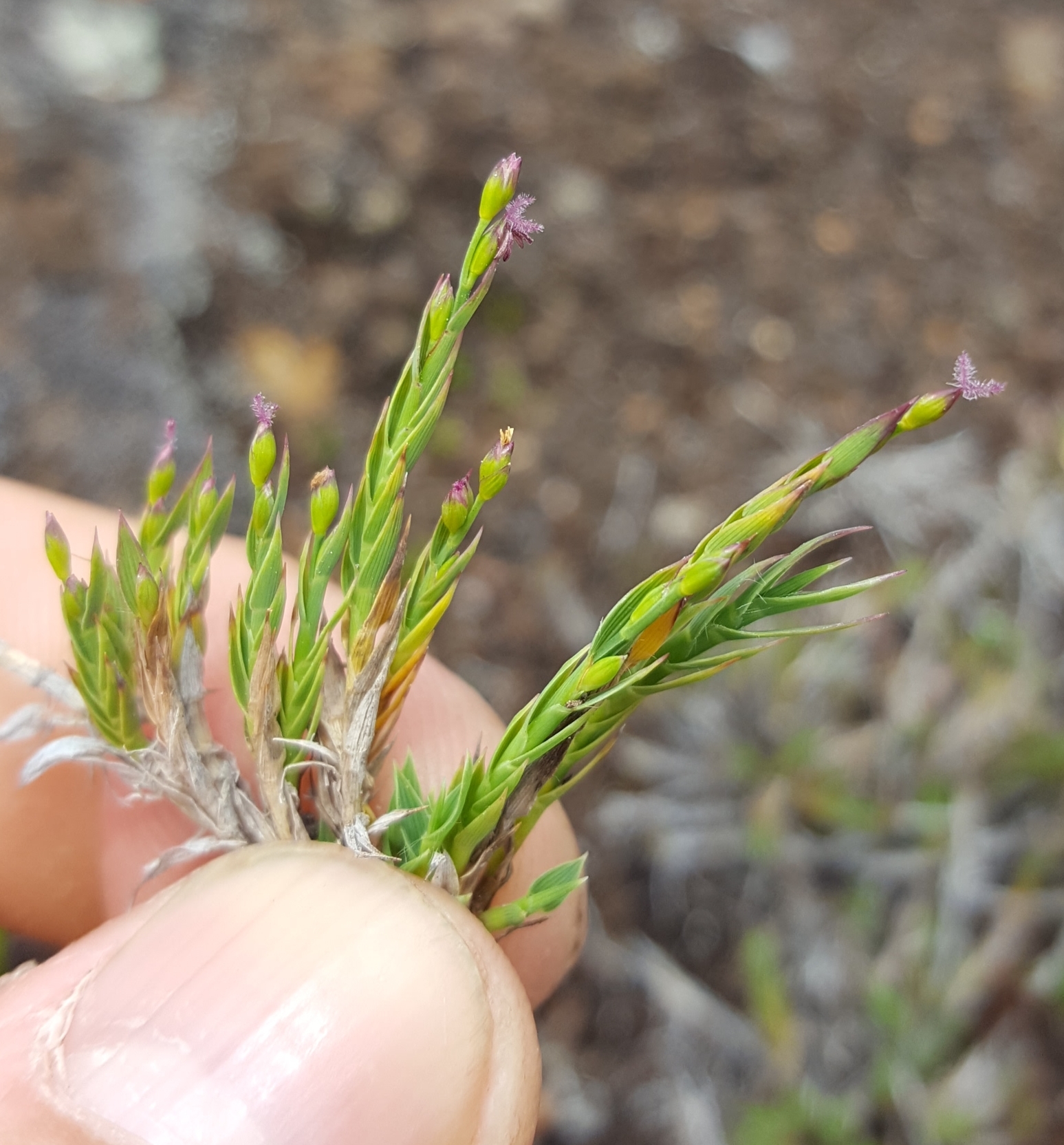 (c) François Rousseu, certains droits réservés (CC BY-NC) https://www.inaturalist.org/observations/149119971